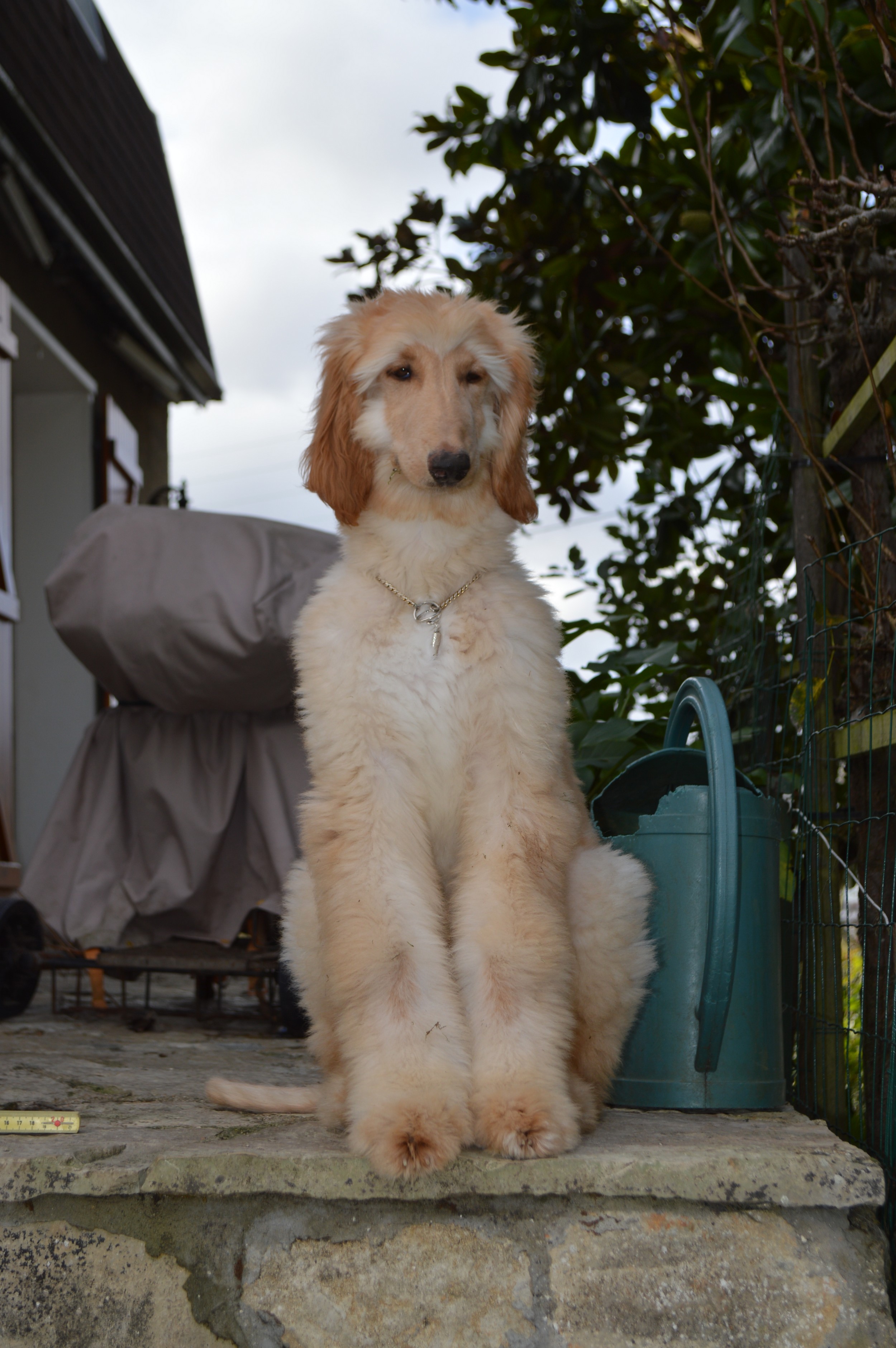 CH. Niazmina Du Clos Wareshom