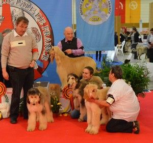 Du Clos Wareshom - PARIS DOG SHOW 2018